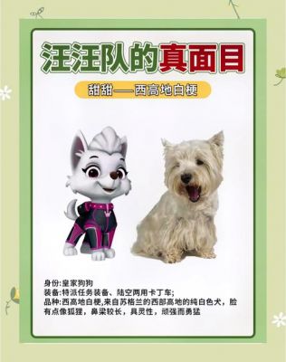 探险小狗攻略大全,探险小狗攻略大全图片?